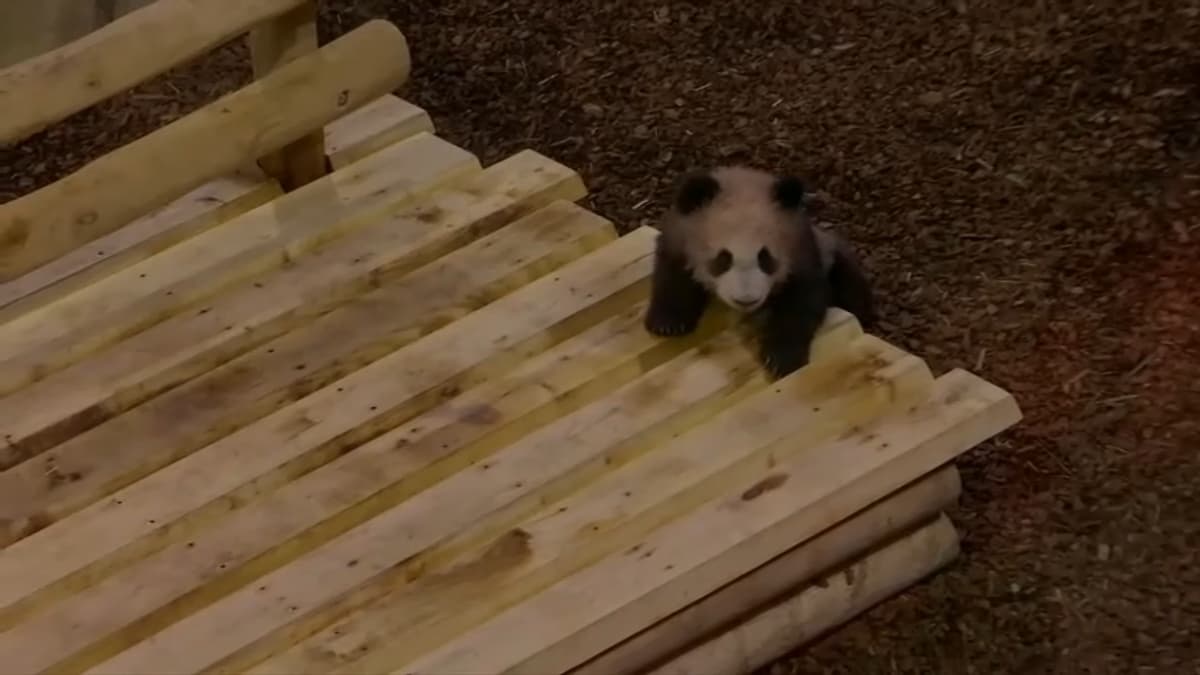 placeholder video