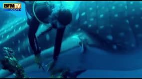 Un requin-baleine prisonnier d’une corde de pêche se laisse secourir par un plongeur