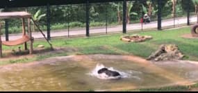 Un ours s’amuse dans un plan d’eau après avoir vécu plusieurs années en cage