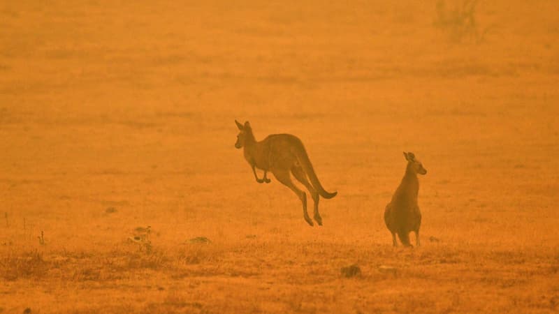 Des kangourous fuient les flammes à Cooma, en Australie, le 4 janvier