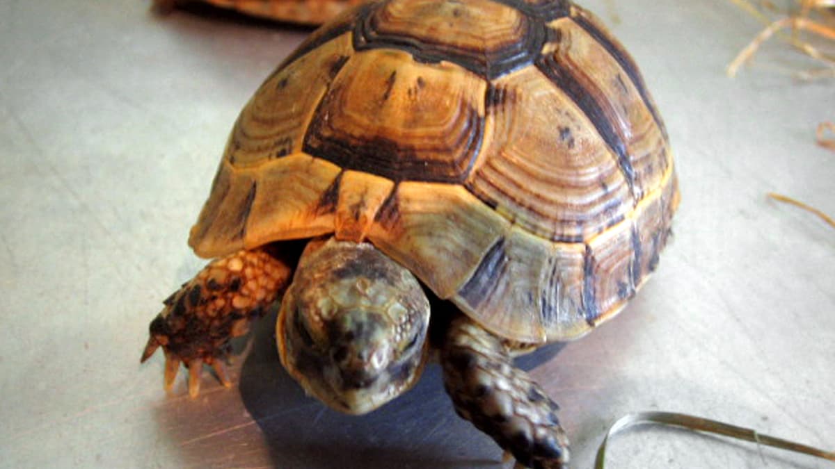 Thieves Target Lille Zoo, Steal Protected Tortoises in Intrusion Incident