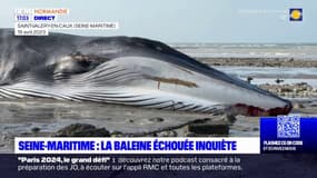 Seine-Maritime: la baleine échouée inquiète les associations