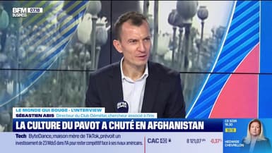 La culture du pavot à opium a chuté en Afghanistan