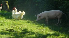 Des animaux de la ferme - Illustration