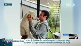 QG Bourdin 2017 : Président Magnien ! : Quand la trahison a le goût de lentilles chez Les Républicains - 23/06