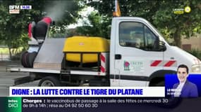 Digne-les-Bains : la lutte contre le tigre du platane