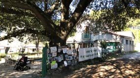Un chêne bicentenaire est menacé près de Montpellier par un projet immobilier.