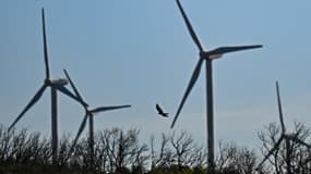 Un circaète Jean-le-Blanc (Circaetus gallicus) vole à côté des éoliennes d'un parc éolien à Aumelas, à l'ouest de Montpellier, le 12 mars 2025.