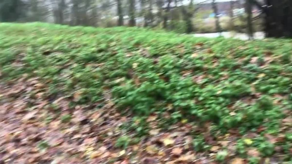 placeholder video