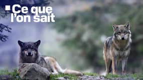 Une cliente du zoo de Thoiry a été attaquée par des loups dimanche 23 juin 2024.