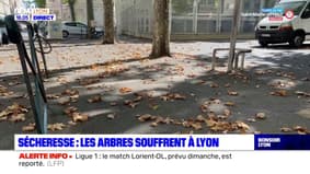 Sécheresse : les arbres souffrent à Lyon