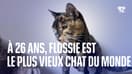 À 26 ans, Flossie est le plus vieux chat du monde