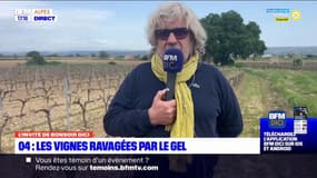 Alpes-de-Haute-Provence: jusqu'à 80% de perte dans les vignes à cause du gel