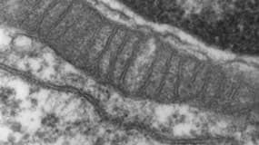 Mitochondries observées au microscope.