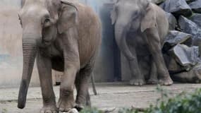 Baby et Népal, les deux éléphantes du zoo du parc de la Tête d'Or soupçonnées d'être porteuses de la tuberculose, ont quitté Lyon jeudi à destination de la propriété de la famille princière de Monaco à Roc Agen (Alpes-Maritimes). /Photo prise le 6 janvier