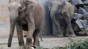 Baby et Népal, au zoo du parc de la Tête d'Or