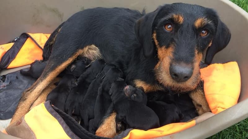 Photo de Neptune, une chienne jadg terrier de six ans, publiée le 20 janvier 2024 sur Facebook. 