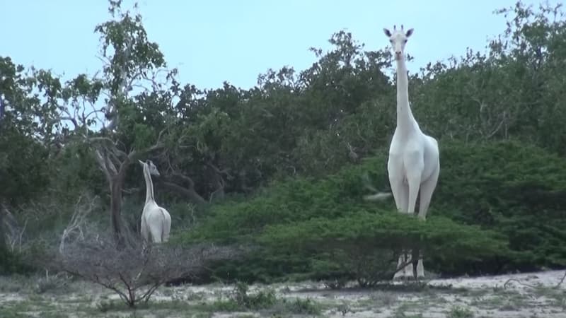 Deux girafes blanches, filmées par l'ONG Hirola Conservation Program.