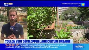 Toulon célèbre l'agriculture ubraine lors d'un festival