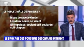  Le broyage de poussins désormais interdit - 07/02