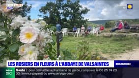 Alpes-de-Haute-Provence: les rosiers en fleurs à l'abbaye de Valsaintes