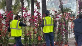 Des jardiniers préparent la Croisette avant le début du festival de Cannes, le 13 mai 2024. 
