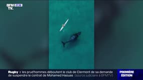 Le choix de Marie: Une baleine suit un kayakiste sur 3 km - 27/06