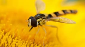 Un vaste "hôtel à insectes", intégré à un bâtiment urbain, a été inauguré vendredi à Dijon, où l'on se félicite de cette première française - 22 janvier 2016