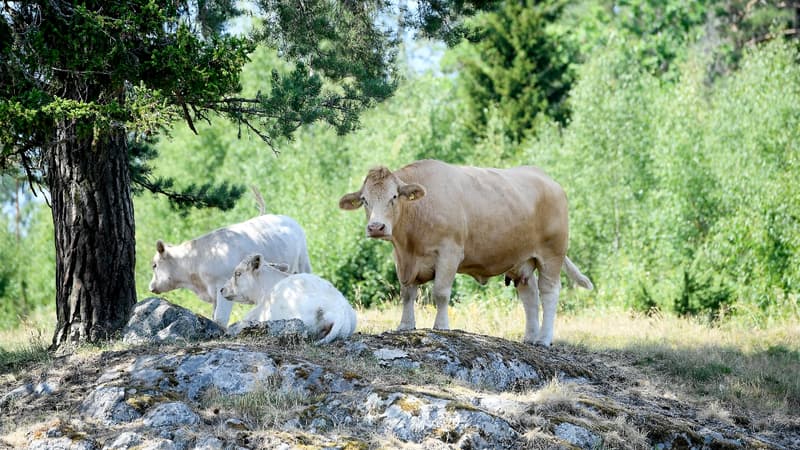 Même la Suède est frappée par la sécheresse , la Fédération des agriculteurs parlant de pire crise depuis plus de 50 ans. 