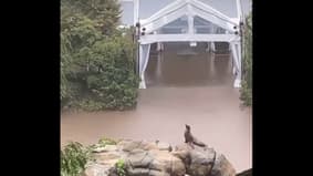 New York: une otarie du zoo de Central Park profite des inondations pour s'échapper de son enclos