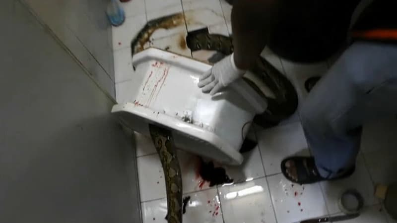 Un python de 3 mètres a mordu le pénis d'un thaïlandais assis aux toilettes. 