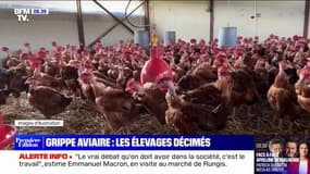Grippe aviaire: l'Isère prend des mesures drastiques afin d'éviter la propagation du virus 