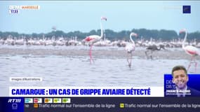 Bouches-du-Rhône: une zone de contrôle mise en place après un cas de grippe aviaire dans le Gard