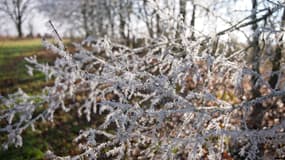 Des branches d'arbres gelées à Poitiers, le 15 janvier 2022 (illustration)