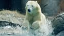 Un ours polaire