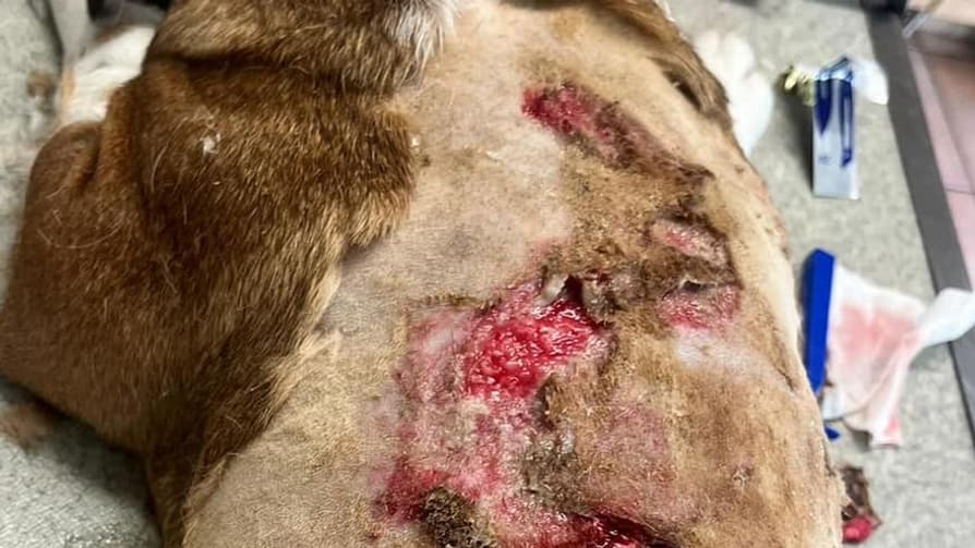 L'Action Protection Animale (APA) a publié des photos des blessures du bouledogue anglais