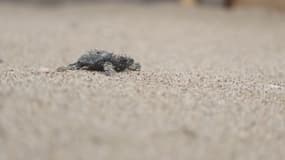 Les images du bébé tortue rejoignant la mer juste avant les intempéries à Villeneuve-Loubet