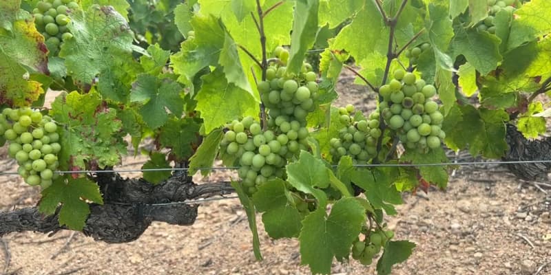 Des vignes du Beaujolais. (Image d'illustration)