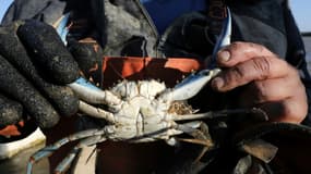 Un pêcheur français tient dans ses mains un crabe bleu de l'Atlantique, une espèce invasive, pris au large du Canet-en-Roussillon, dans les Pyrénées-Orientales, le 18 août 2021