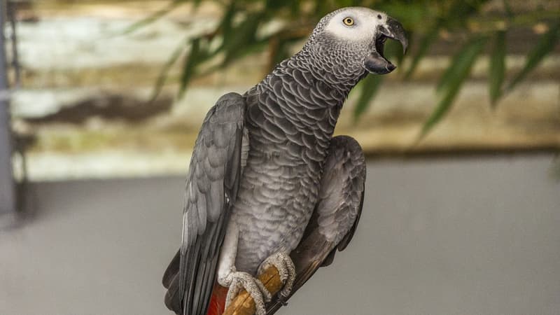 Un perroquet Gris du Gabon (photo d'illustration). 