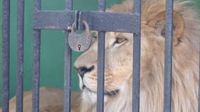 À la fin du spectacle, aux alentours de&nbsp;21h15, l'homme, un Plouézecain de 45 ans, aurait franchi les barrières de sécurité afin de gagner&nbsp;la cage des fauves. Il voulait "leur donner à manger".