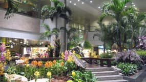 La "flore" de l'aéroport Changi