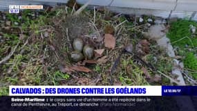 Calvados: Hérouville-Saint-Clair mise sur les drones pour lutter contre les goélands