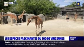 Les Vacances du Petit Colas : Les espèces fascinantes du Zoo de Vincennes ! 