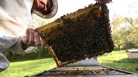 Miel : un apiculteur artisanal en France (ILLUSTRATION)