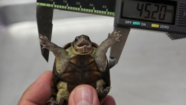 Une nouvelle espèce de tortue a été découverte au Mexique en mai dernier
