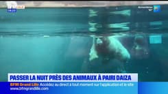 Les Ch'tites Sorties du samedi 7 décembre 2024 - Passer la nuit près des animaux à Pairi Daiza