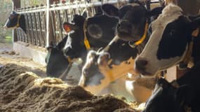 Un combat judiciaire oppose l'agriculteur Vincent Verschuere depuis une décennie avec ses voisins, à Saint-Aubin-en-Bray, dans l'Oise.