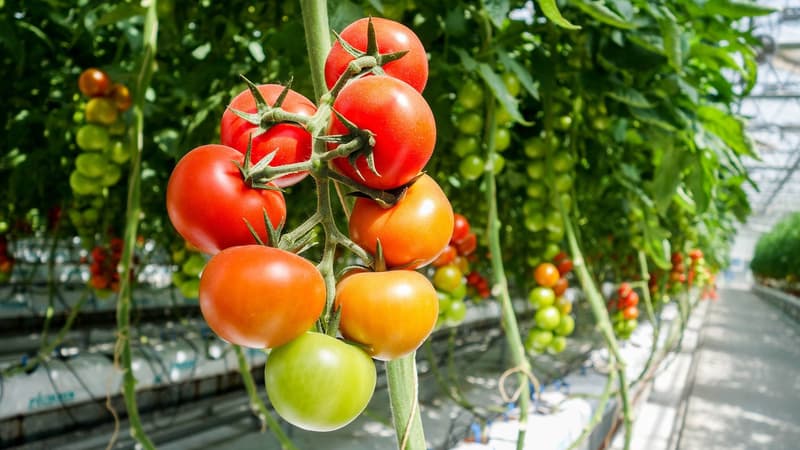 A cause de la hausse des prix de l'énergie, le prix des tomates va lui aussi flamber