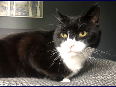 Le chat Palmerston